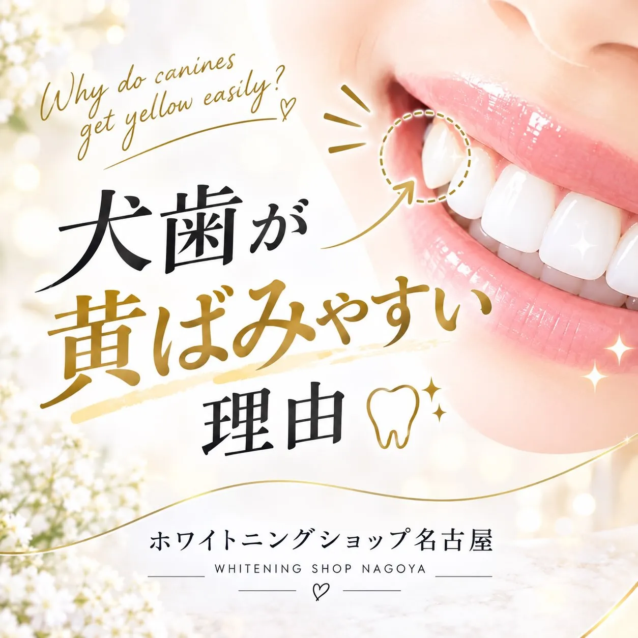 🦷✨ 犬歯が黄ばみやすい理由って知っていますか？🤔💭